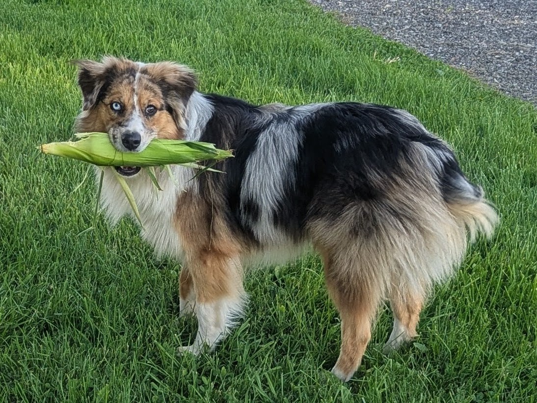 Dog holding corn
